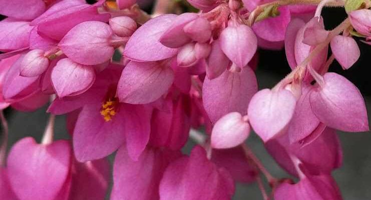 coral pea vine bloom