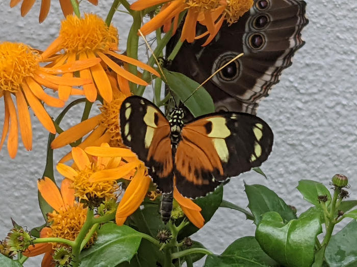 Butterflies on a Mexican Flame Vine