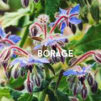 borage flowering