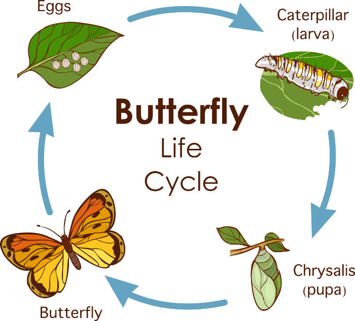 butterfly cycle