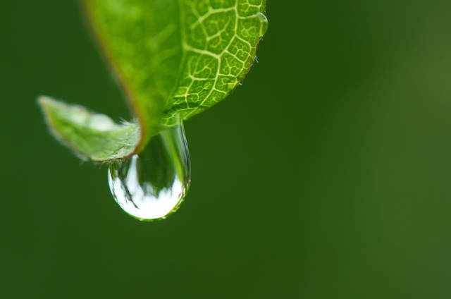 watering a garden