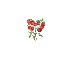 Phoenix Gardening