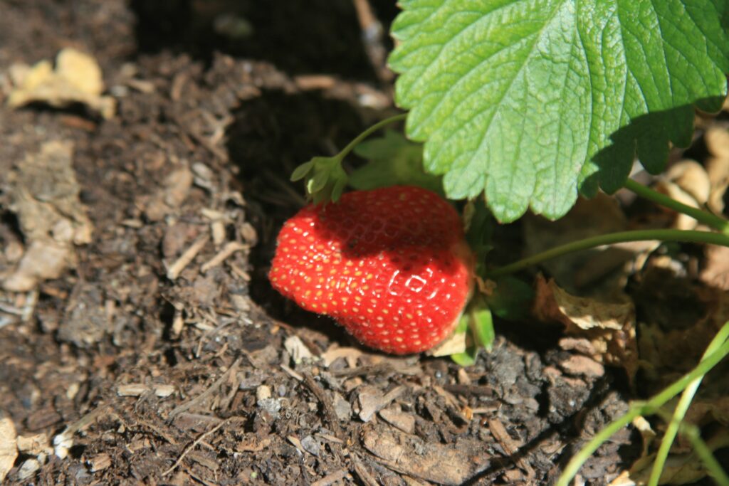 everbearing strawberry