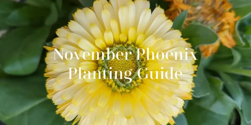 november phoenix planting guide