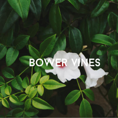 bower vine