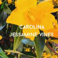 carolina jessamine