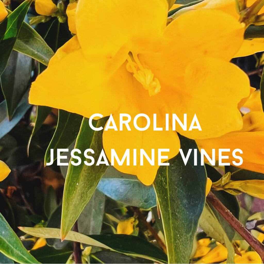 carolina jeassamine flowering vine