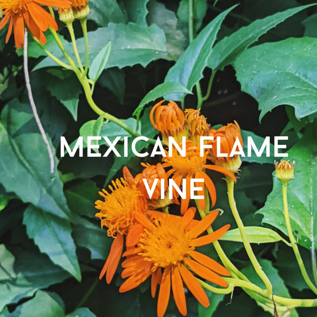 mexican flame vine
