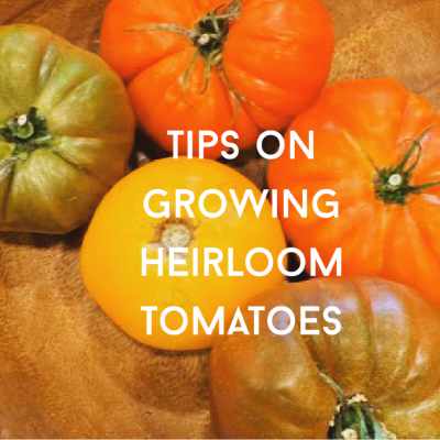 heirloom tomatoes