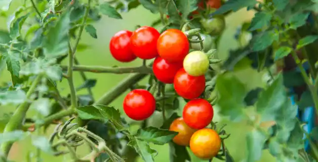 tomatoes on vine