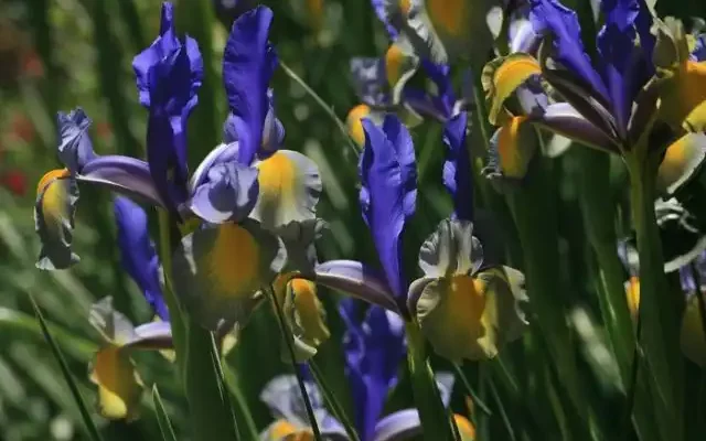 iris in bloom