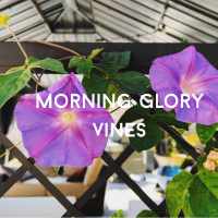morning glory vine