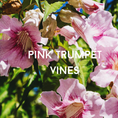 pink trumpet flowering vine