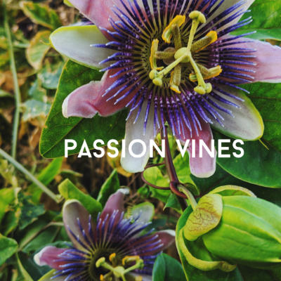 passion vines