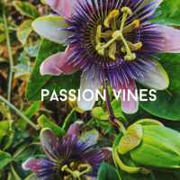 passion vine