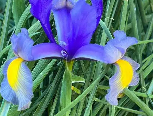 single iris in bloom