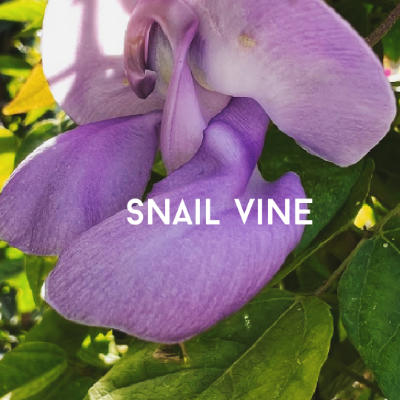 flowering vine snail vine