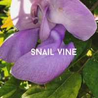 snail vine