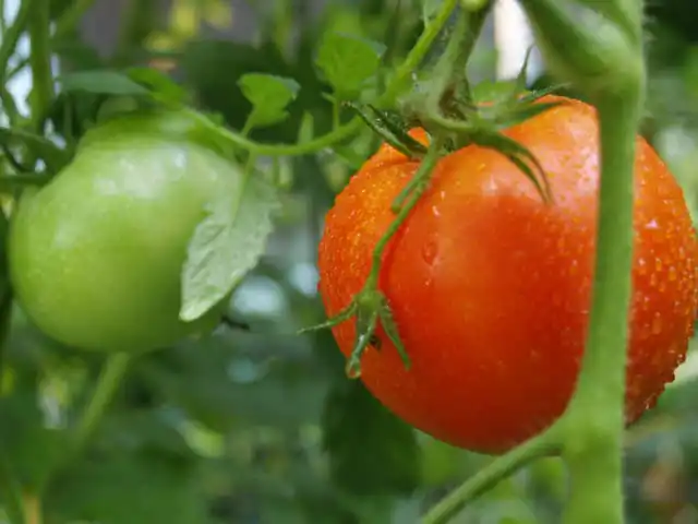 tomato on vine