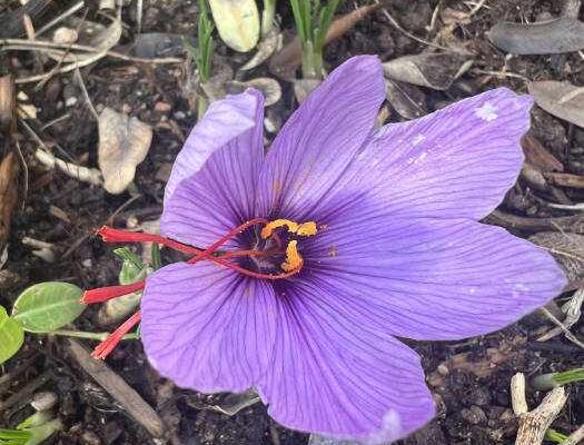 saffron in bloom