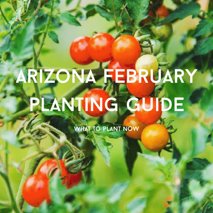 arizona February planting guide
