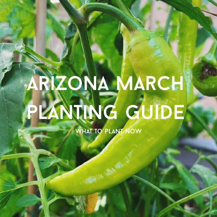 arizona march planting guide
