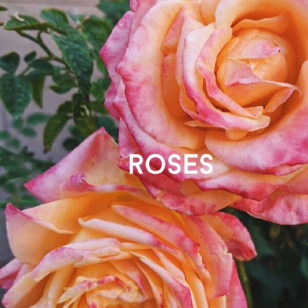 Arizona March Planting Guide What to Plant in Phoenix Now Phoenix