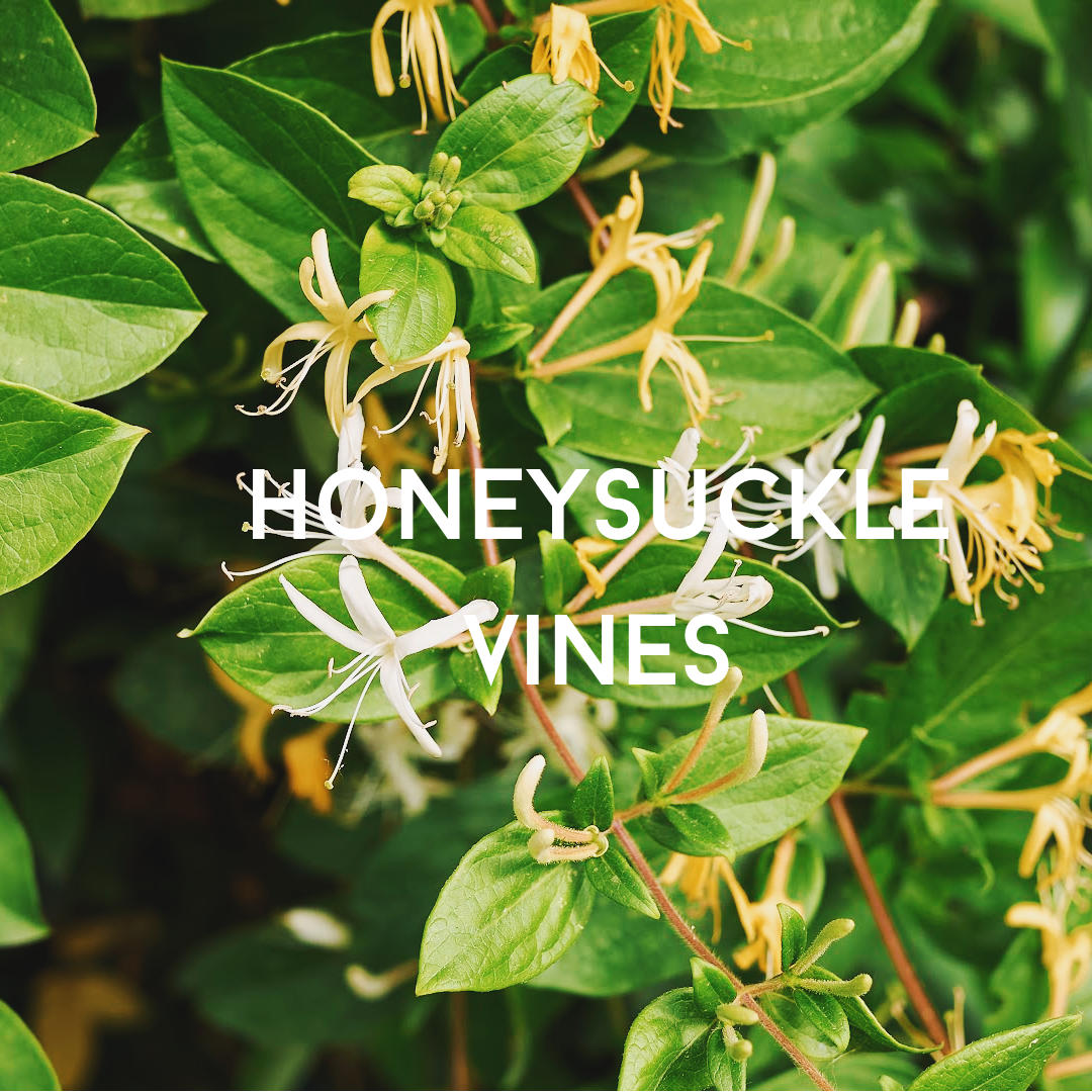honeysuckle vine flowering