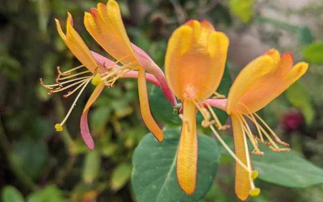 pink lemonade honeysuckle flower