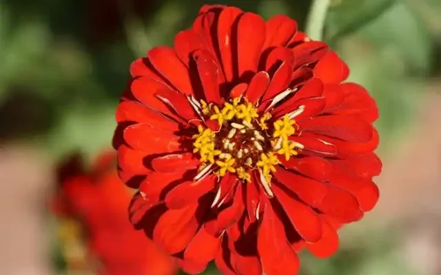 zinnia
