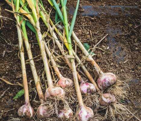 garlic bulbs just picked