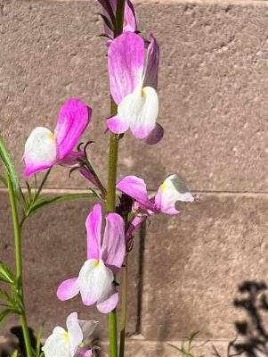 sweet pea flower