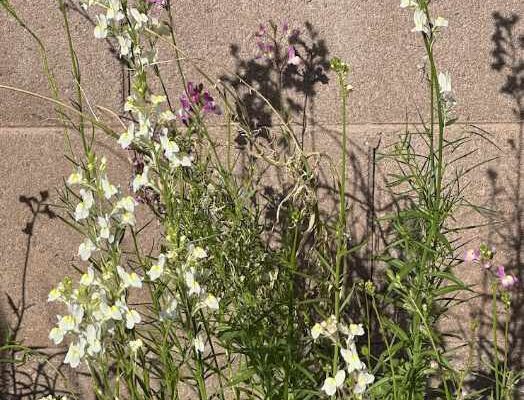 sweet peas in bloom