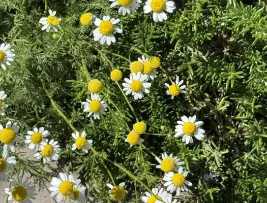 chamomile in bloom