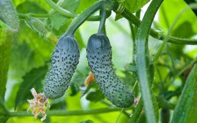 growing cucumber in the garden