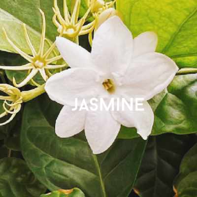 jasmine vine