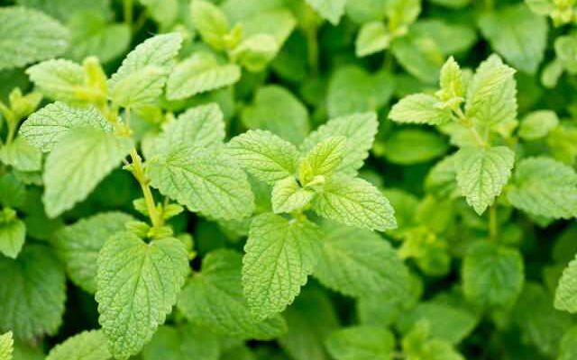 lemon balm