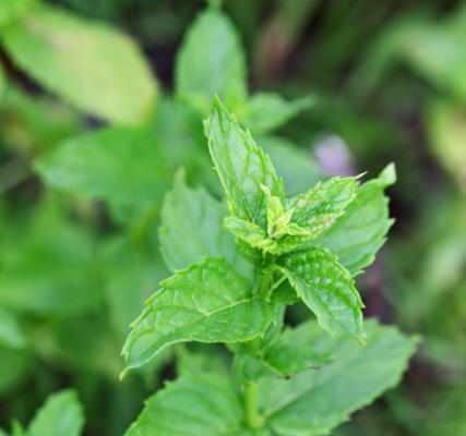 peppermint plant