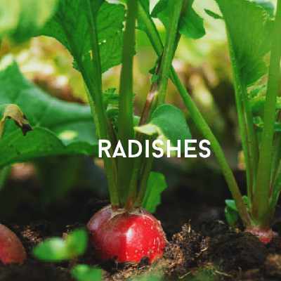 radishes