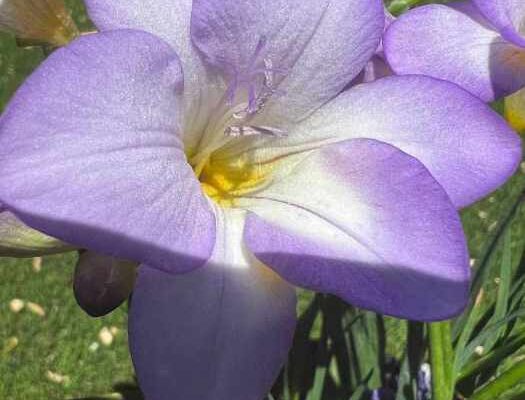 purple freesia in bloom