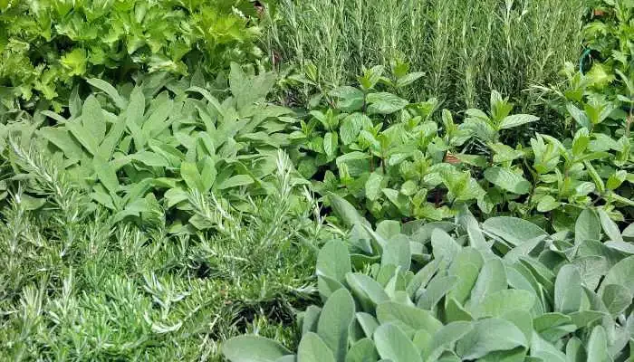 herbs