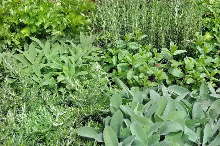 Herbs growing in a container