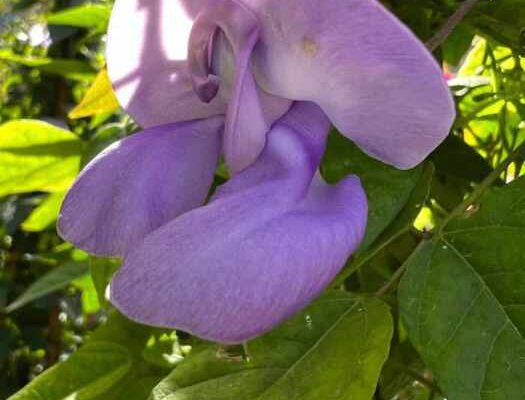 snail vine in bloom