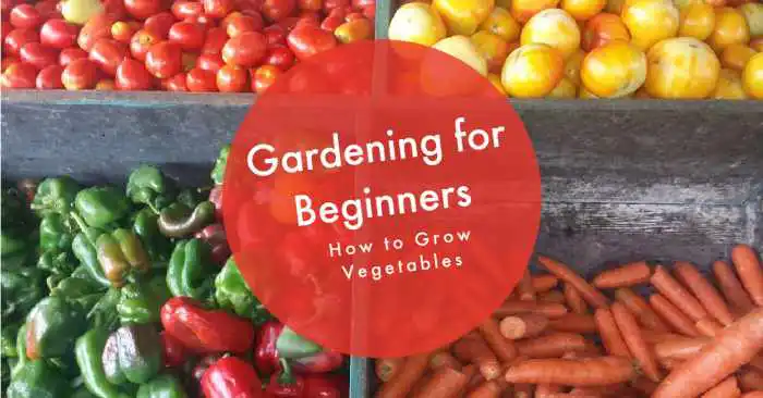 beginner gardener