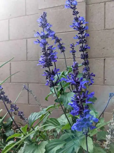 mystic spires salvia