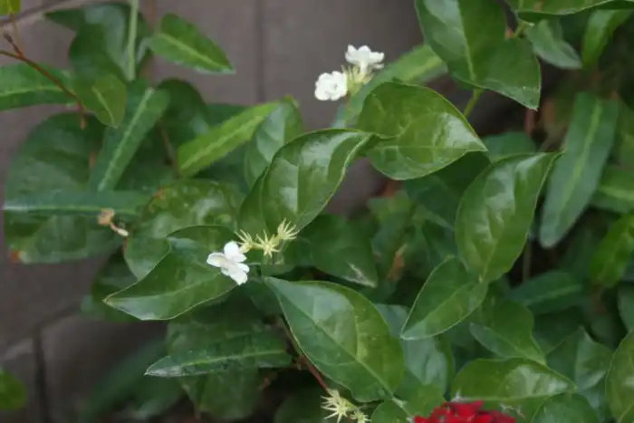 Arabian Jasmine