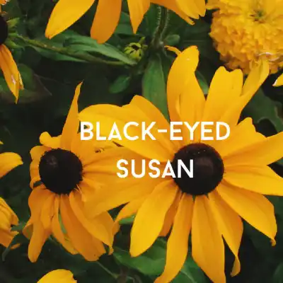 black eyed susan