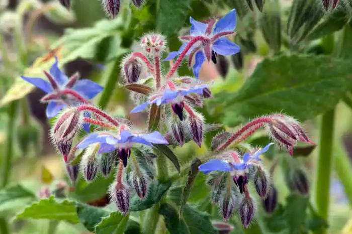 borage flowering
