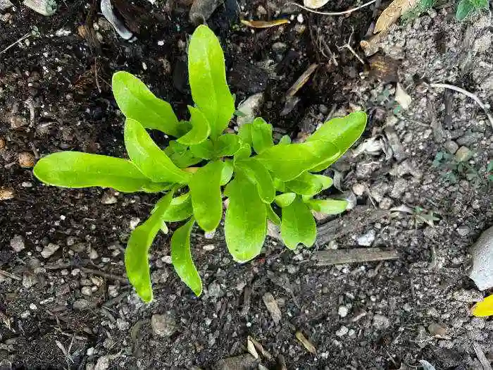 calendula by seed