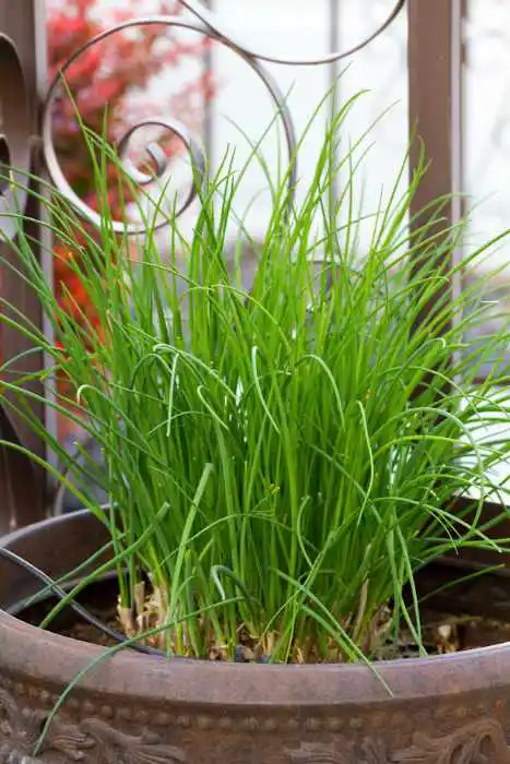 chives in a container